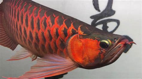 紅龍魚品種|紅龍魚 飼養方法 品種介紹